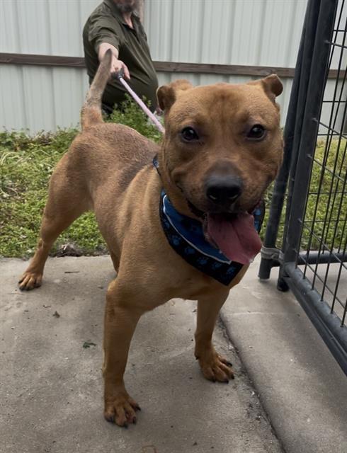 Enlarge BRUNO, a Adoptable Black Mouth Cur in Chester, SC image 2/2