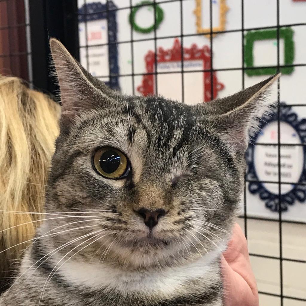 Waffle, Adoptable, Adult Female Domestic Short Hair.