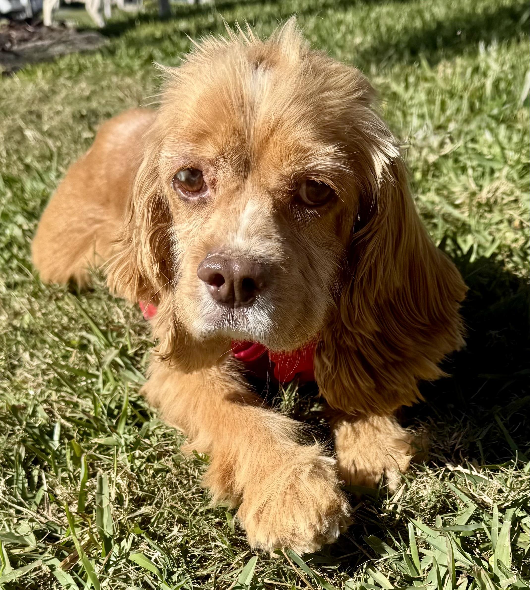 Holly, a Adoptable Cocker Spaniel in Cape Coral, FL image 1/5