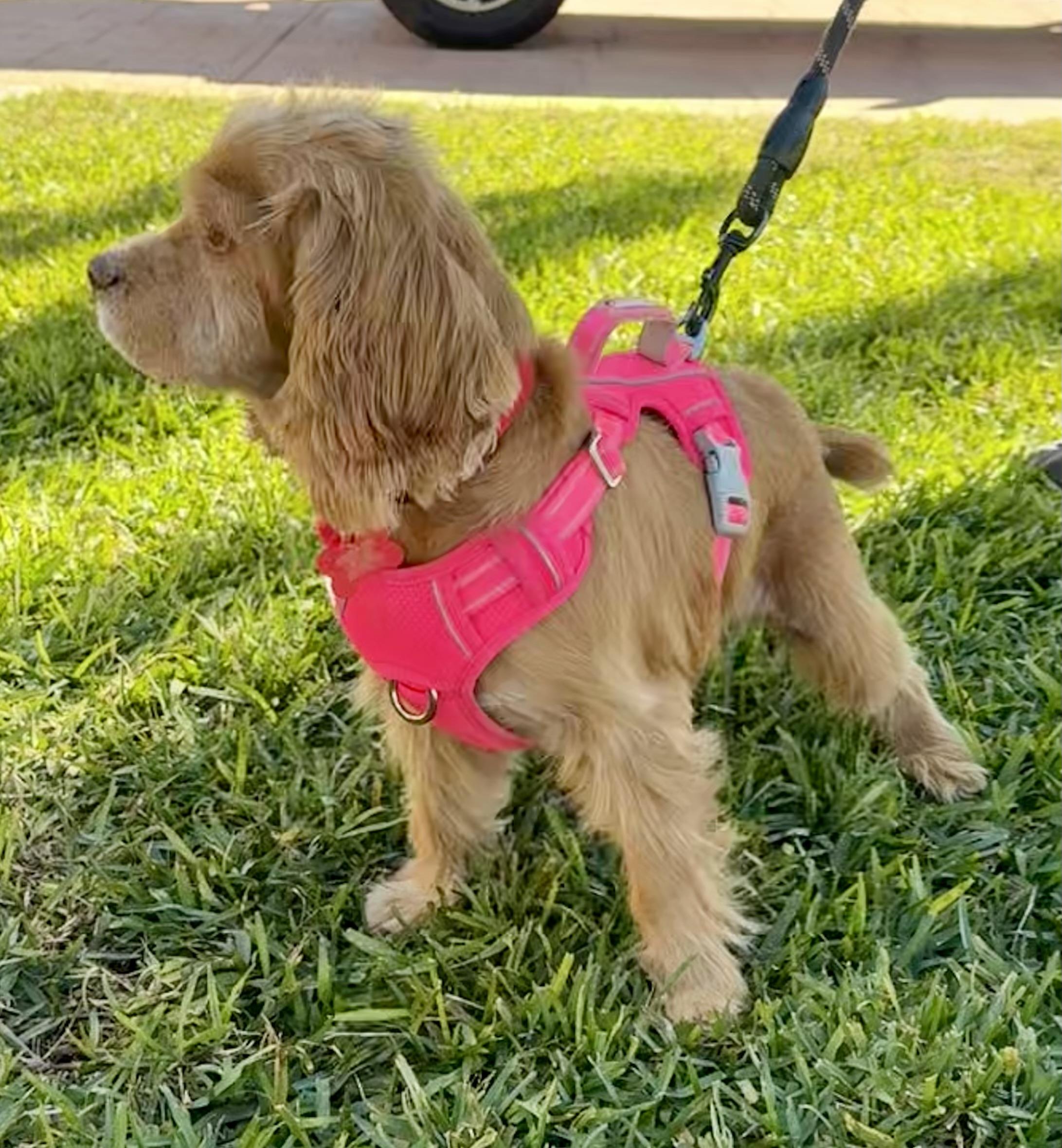 Holly, a Adoptable Cocker Spaniel in Cape Coral, FL image 3/5