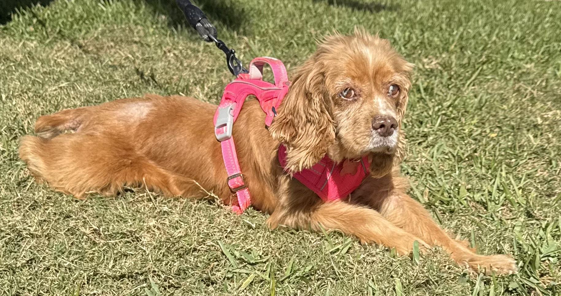 Holly, a Adoptable Cocker Spaniel in Cape Coral, FL image 4/5