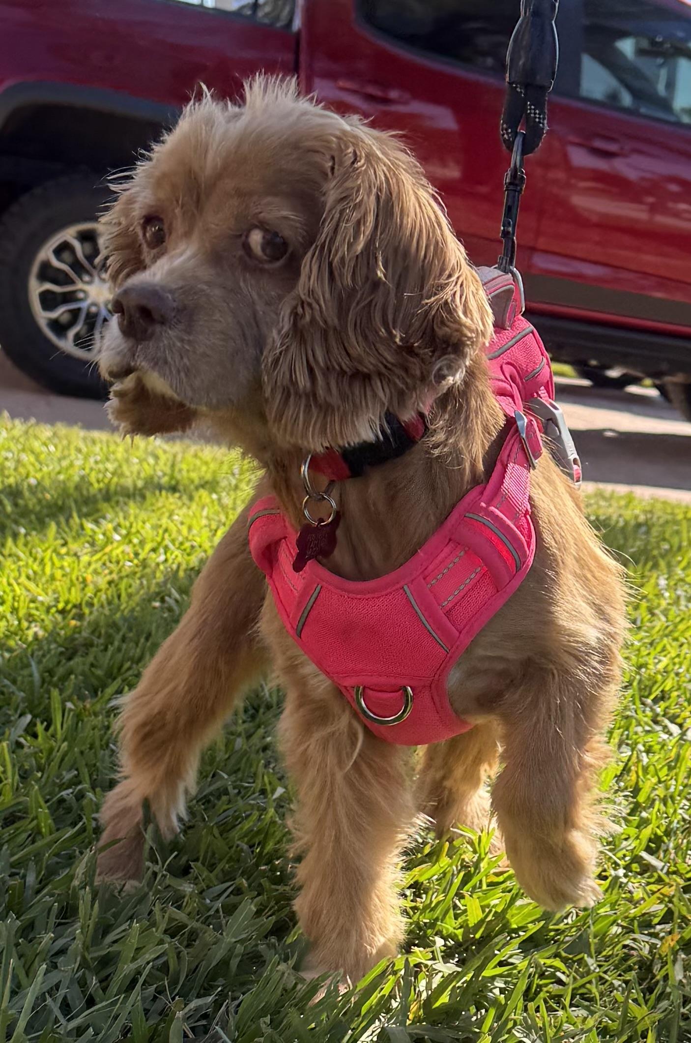 Holly, a Adoptable Cocker Spaniel in Cape Coral, FL image 5/5