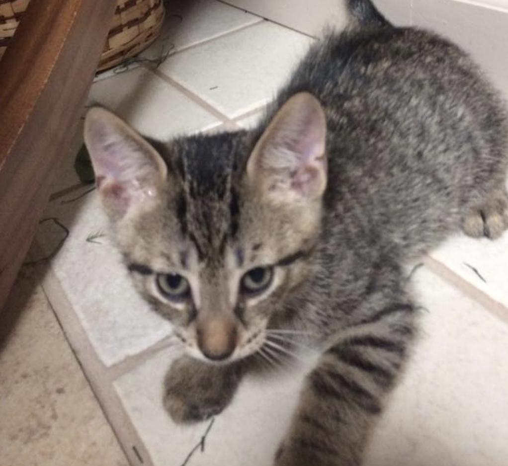 Enlarge Bruno, a Adopted Domestic Short Hair in Tonawanda, NY image 1/3