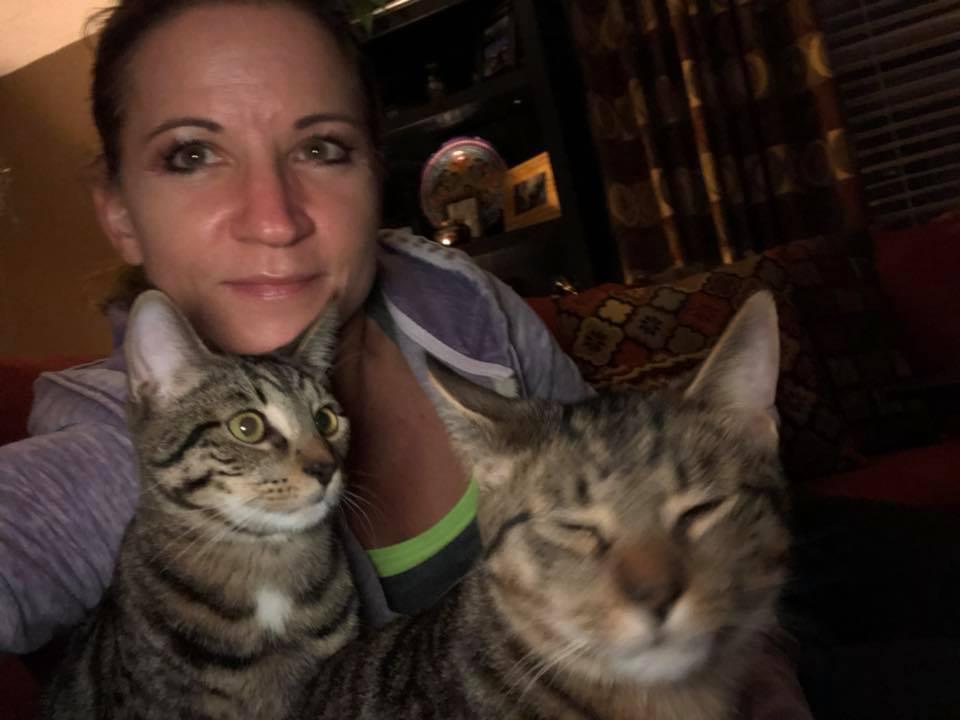 Enlarge Bruno, a Adopted Domestic Short Hair in Tonawanda, NY image 2/3