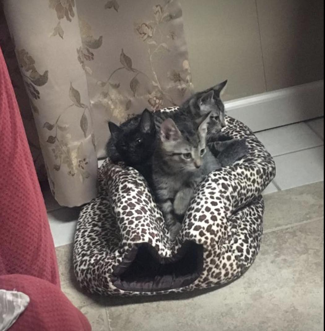 Enlarge Bruno, a Adopted Domestic Short Hair in Tonawanda, NY image 3/3