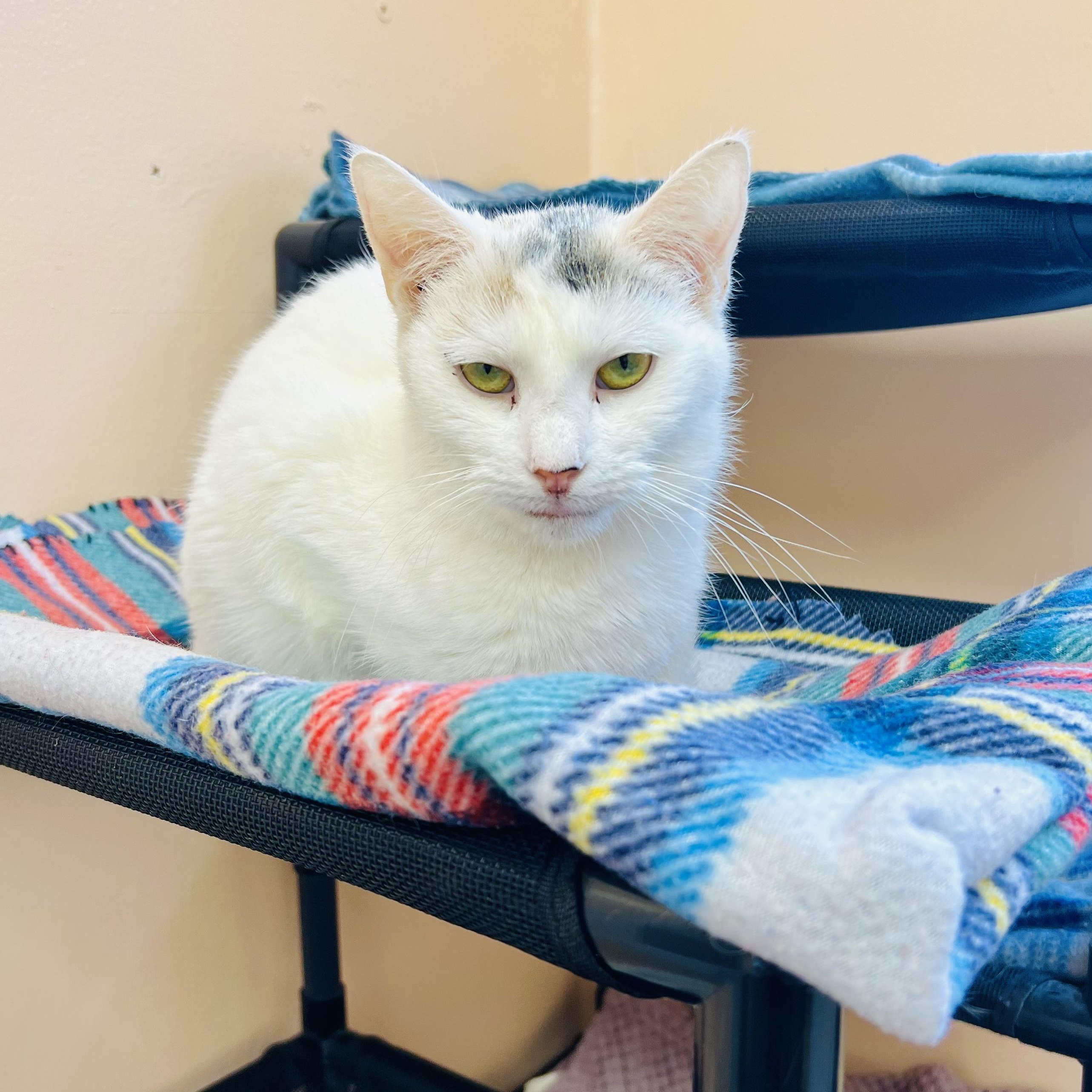 Cilantro, ADOPTABLE, Adult Female American Shorthair.