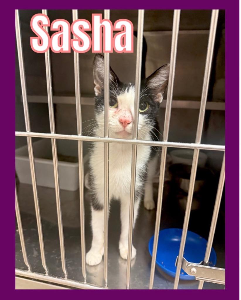 Enlarge Sasha, a Adoptable mixed breed in Bossier City, LA image 1/2