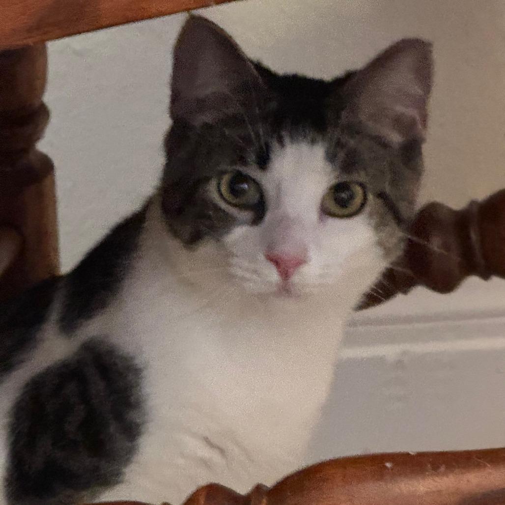 Enlarge Saavedra J #10 aka Ragnar, a Adoptable Domestic Short Hair in Bulverde, TX image 1/5