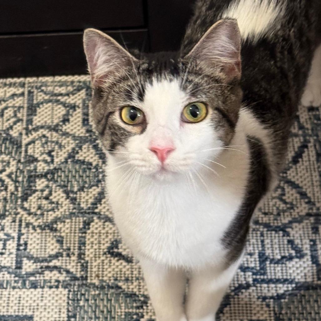 Enlarge Saavedra J #10 aka Ragnar, a Adoptable Domestic Short Hair in Bulverde, TX image 2/5