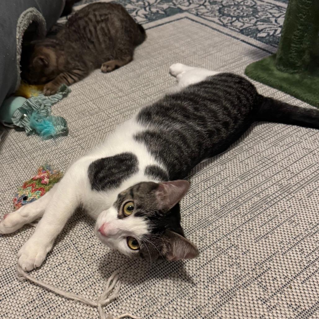 Enlarge Saavedra J #10 aka Ragnar, a Adoptable Domestic Short Hair in Bulverde, TX image 4/5