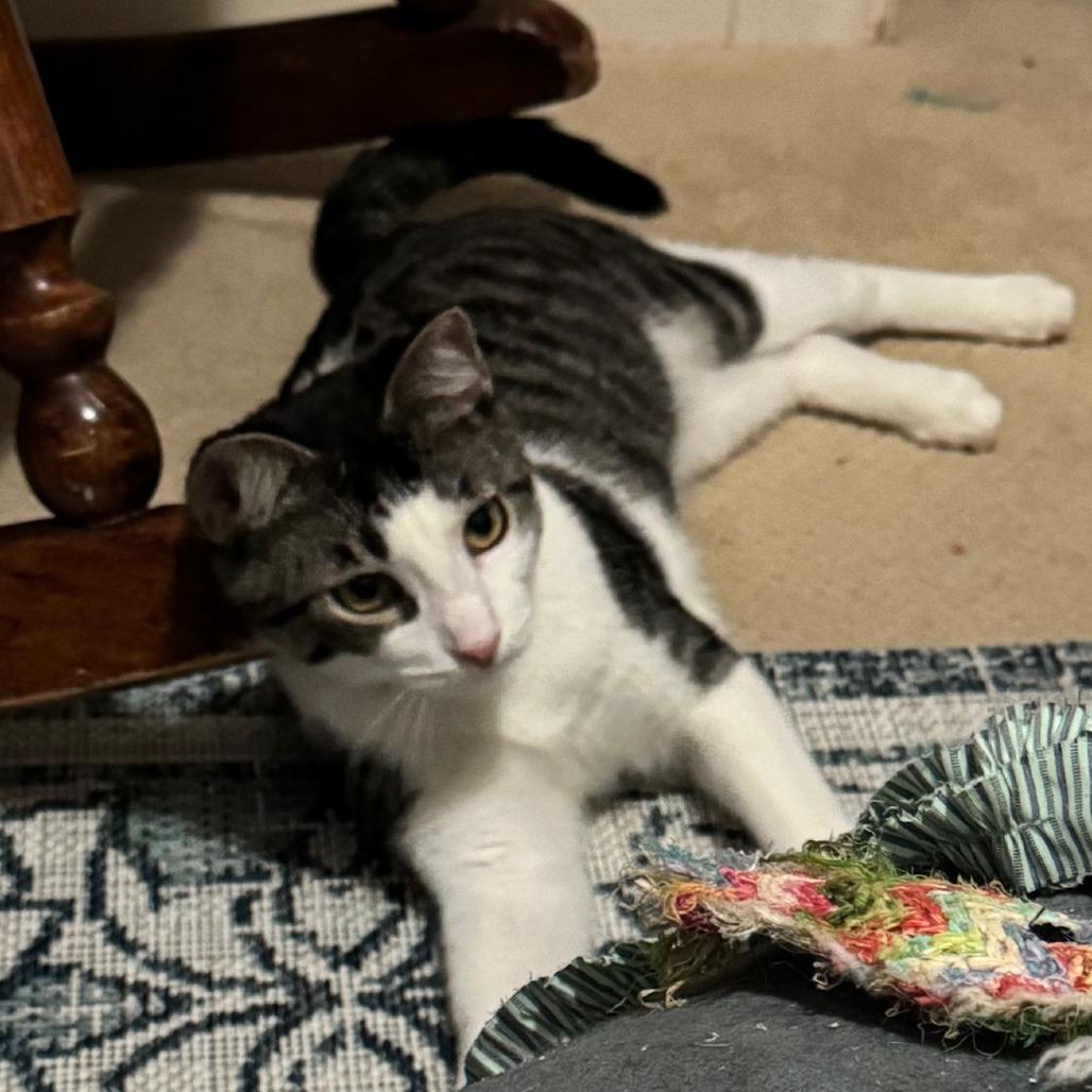 Enlarge Saavedra J #10 aka Ragnar, a Adoptable Domestic Short Hair in Bulverde, TX image 5/5