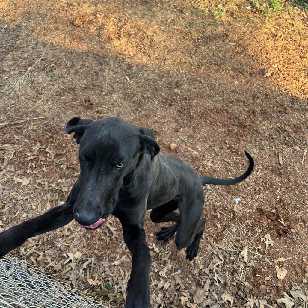 Willow — thumbnail 2