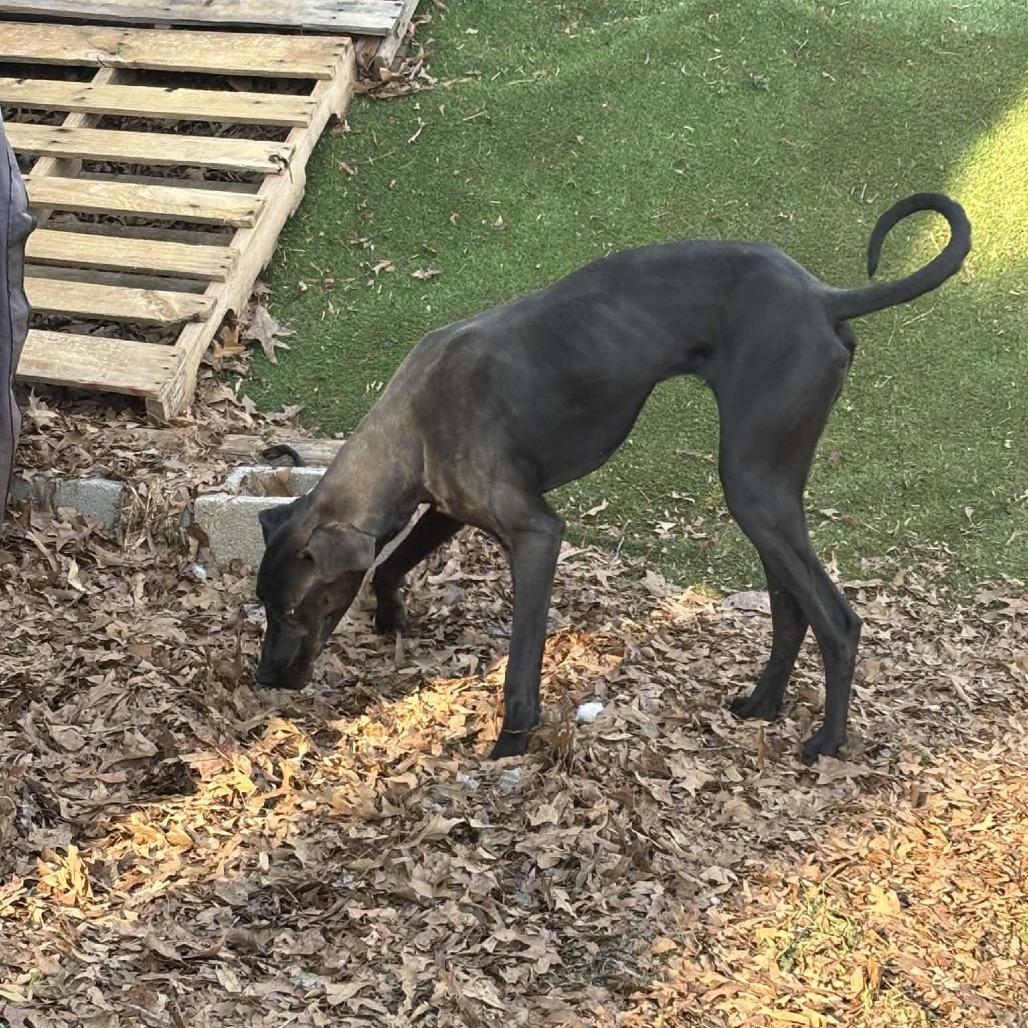 Willow — thumbnail 3