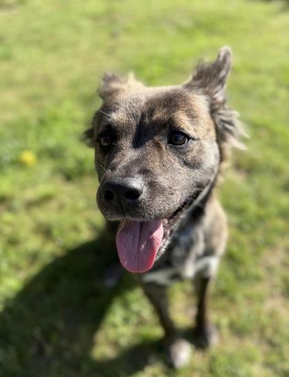 Reeba, Adoptable, Young Female Dutch Shepherd & Pit Bull Terrier.