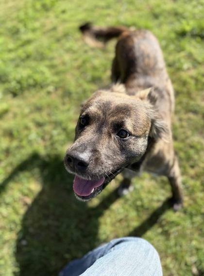 Enlarge Reeba, a Adoptable mixed breed in Burlington, WA image 2/3