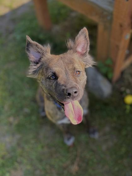 Enlarge Reeba, a Adoptable mixed breed in Burlington, WA image 3/3