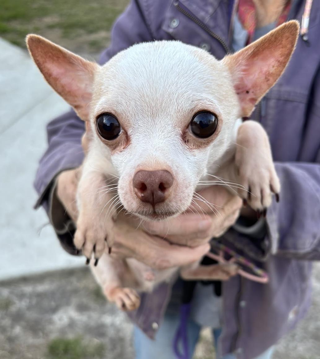 Enlarge Huevos Rancher, an adopted Chihuahua in Gloucester, VA image 1/1