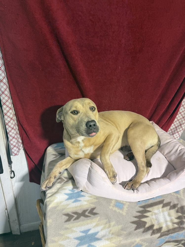 Enlarge Tiny Tim, a Adoptable mixed breed in Opelousas, LA image 1/3