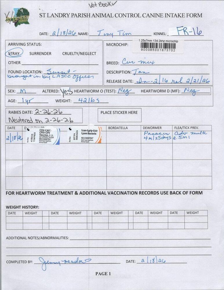 Enlarge Tiny Tim, a Adoptable mixed breed in Opelousas, LA image 2/3