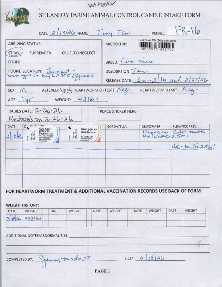 Enlarge Tiny Tim, a Adoptable mixed breed in Opelousas, LA image 2/3