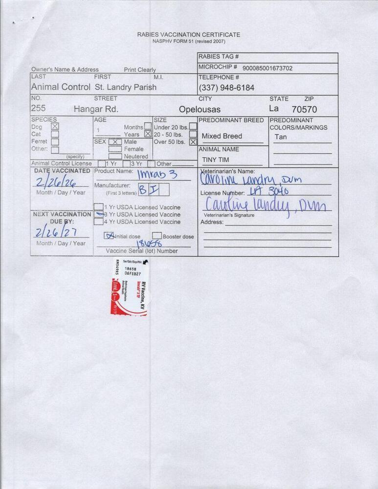 Enlarge Tiny Tim, a Adoptable mixed breed in Opelousas, LA image 3/3