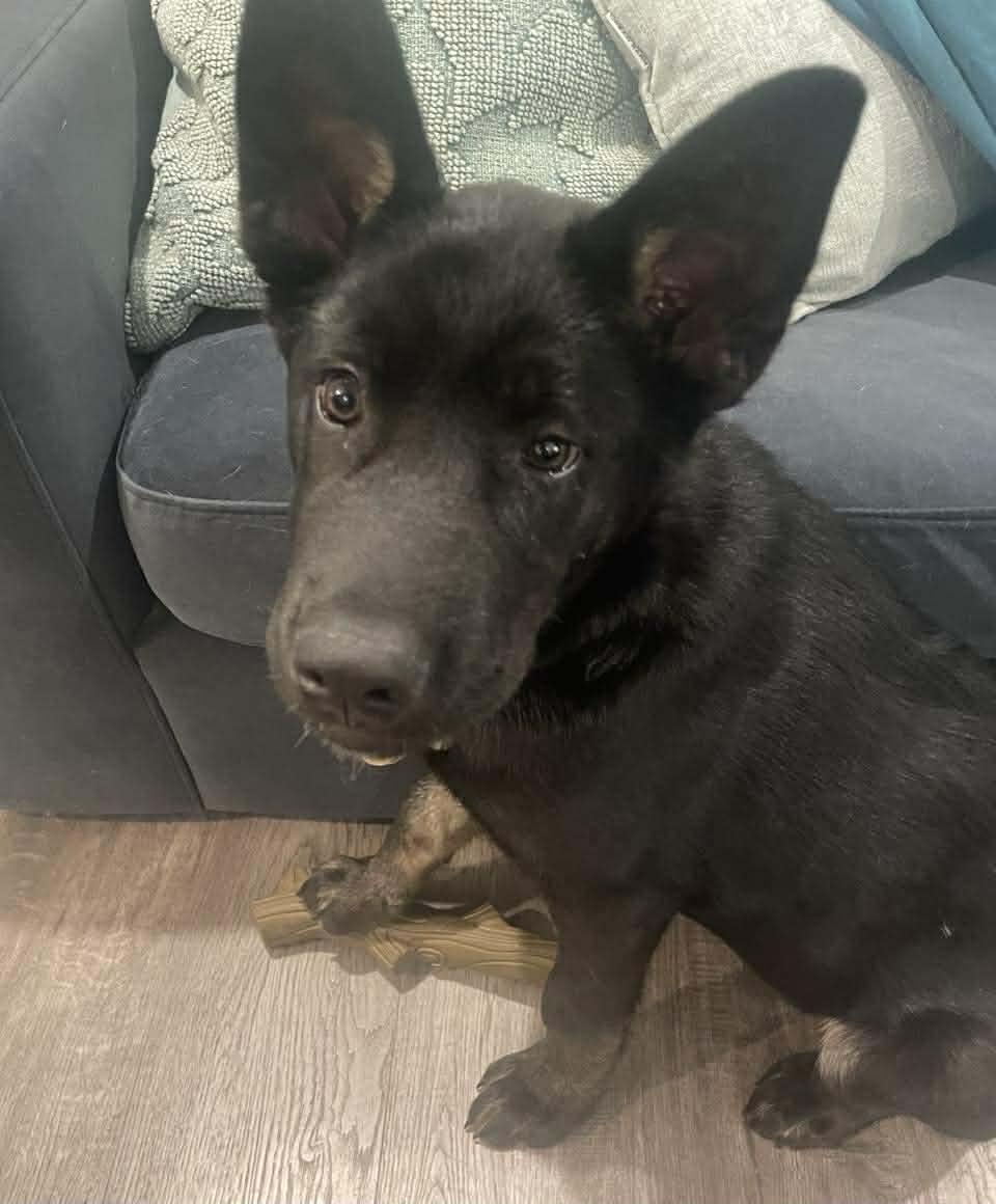 Dillon, ADOPTABLE, Puppy Male German Shepherd Dog.