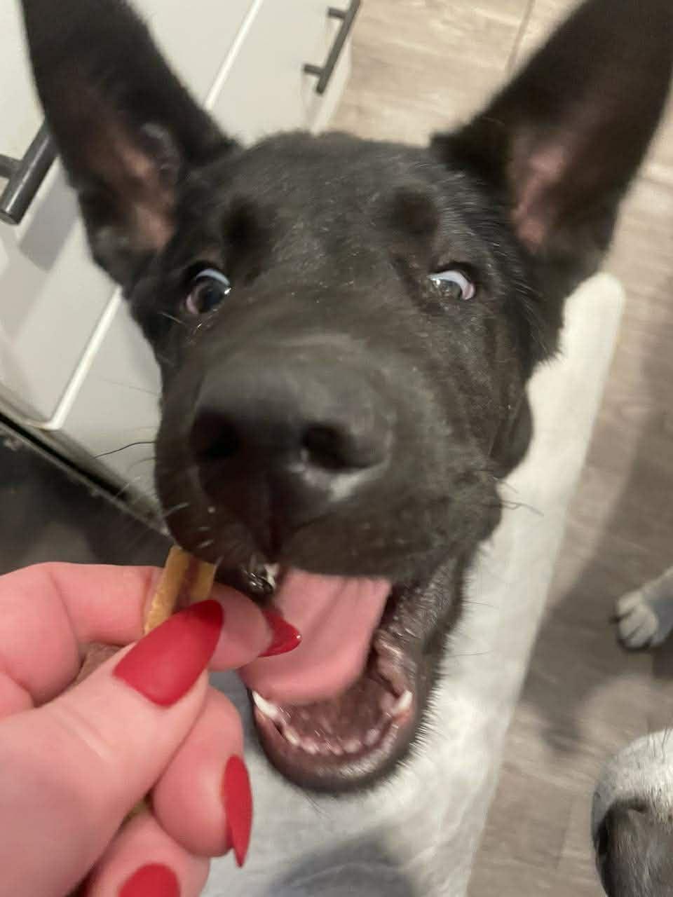 Dillon, a ADOPTABLE mixed breed in Winnipeg, MB image 2/4