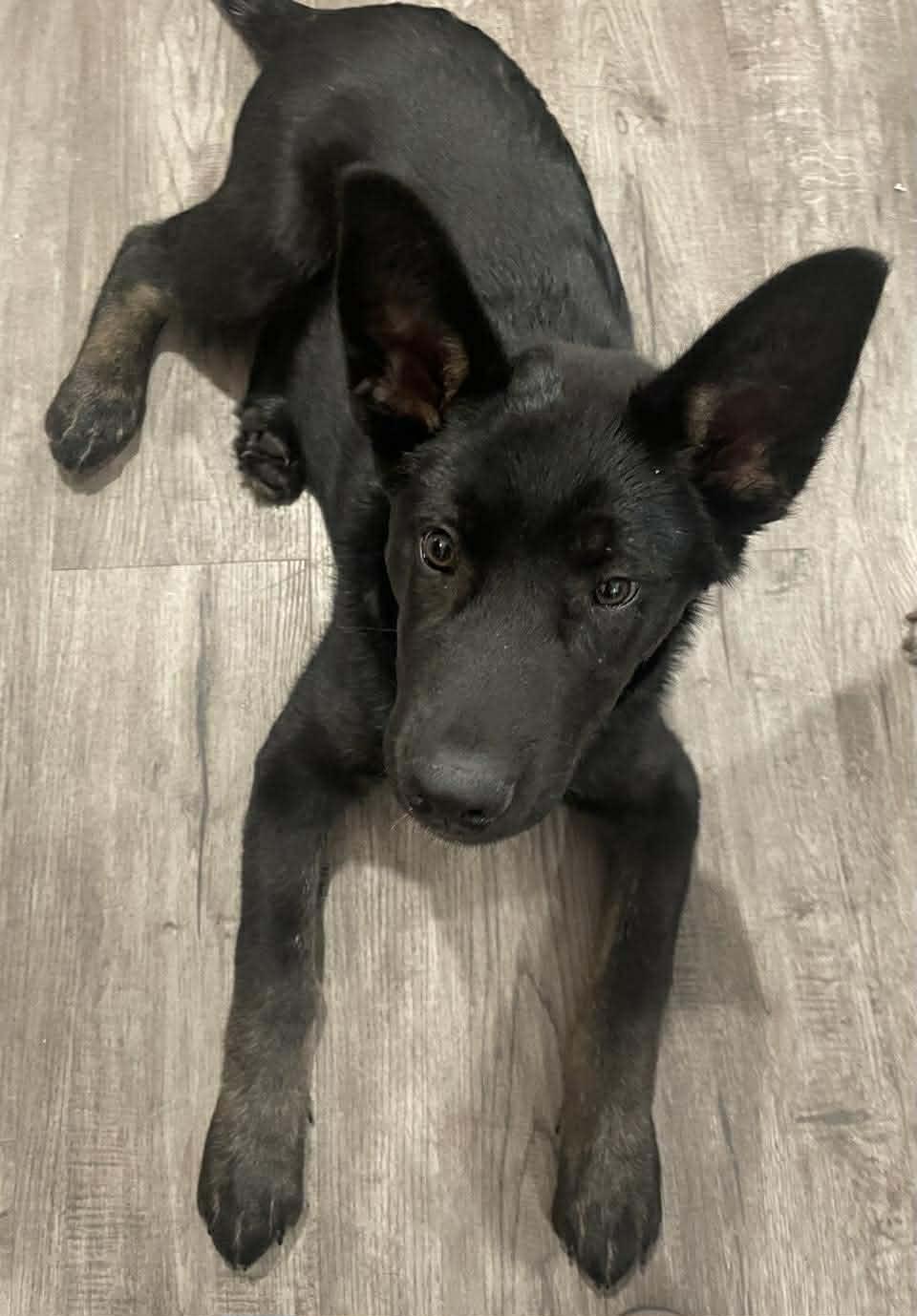 Dillon, a ADOPTABLE mixed breed in Winnipeg, MB image 3/4