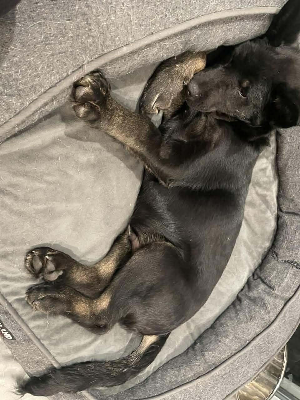 Dillon, a ADOPTABLE mixed breed in Winnipeg, MB image 4/4