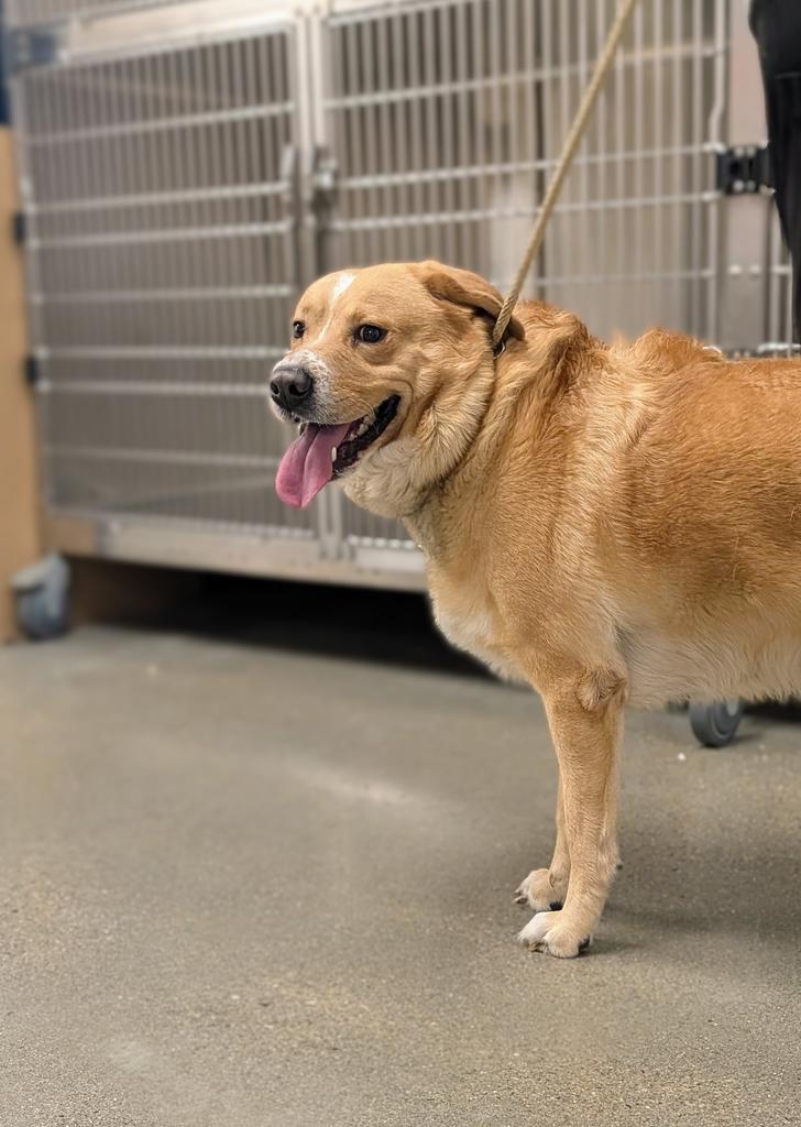 Tank, a Adoptable Labrador Retriever in Greenfield, IN image 1/6