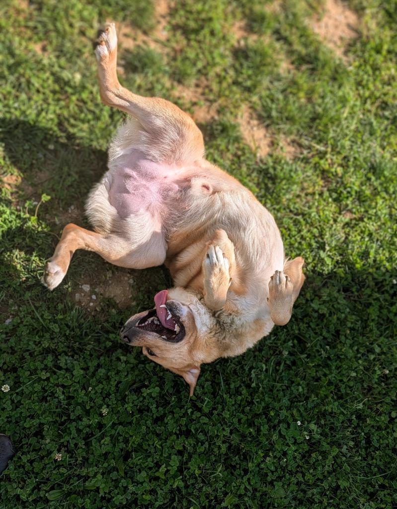 Tank, a Adoptable Labrador Retriever in Greenfield, IN image 2/6