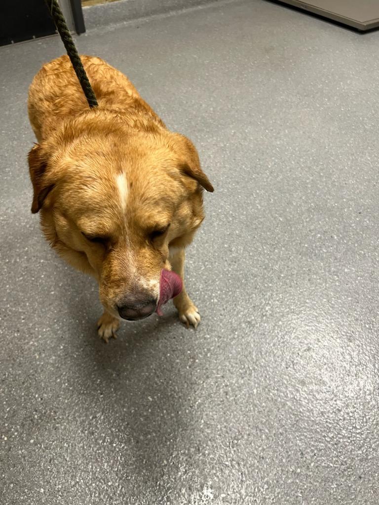 Tank, a Adoptable Labrador Retriever in Greenfield, IN image 3/6