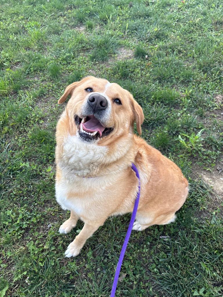 Tank, a Adoptable Labrador Retriever in Greenfield, IN image 4/6