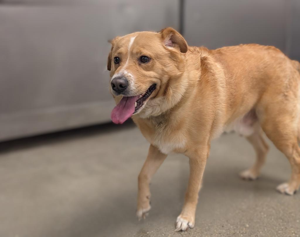 Tank, a Adoptable Labrador Retriever in Greenfield, IN image 5/6