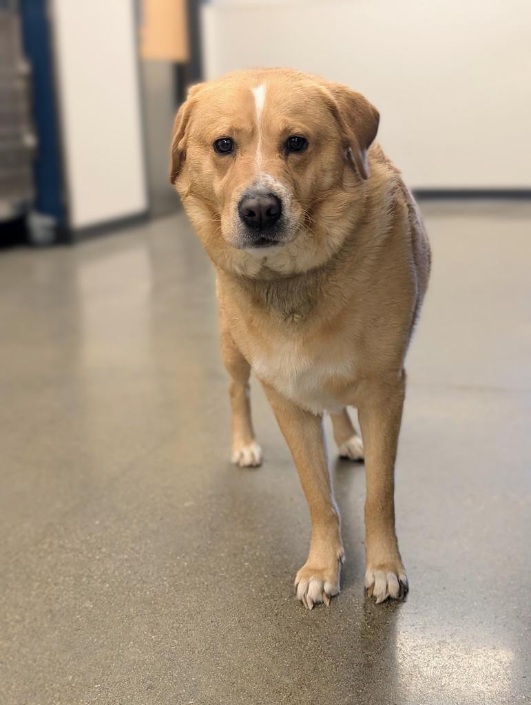 Tank, a Adoptable Labrador Retriever in Greenfield, IN image 6/6