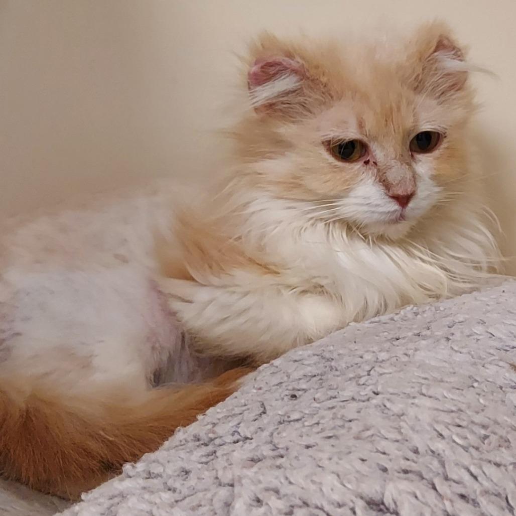 Agnes, a Adoptable Domestic Long Hair in Dayton, OH image 1/6