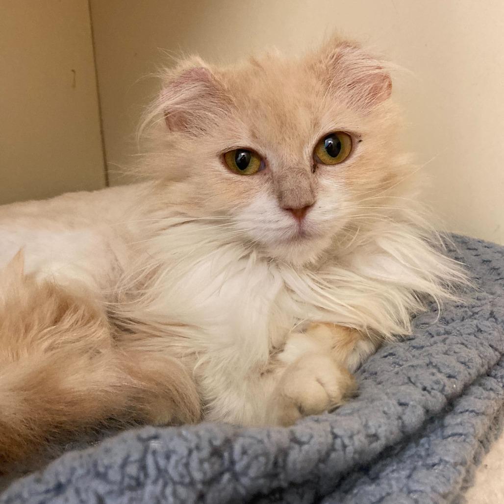 Agnes, a Adoptable Domestic Long Hair in Dayton, OH image 2/6