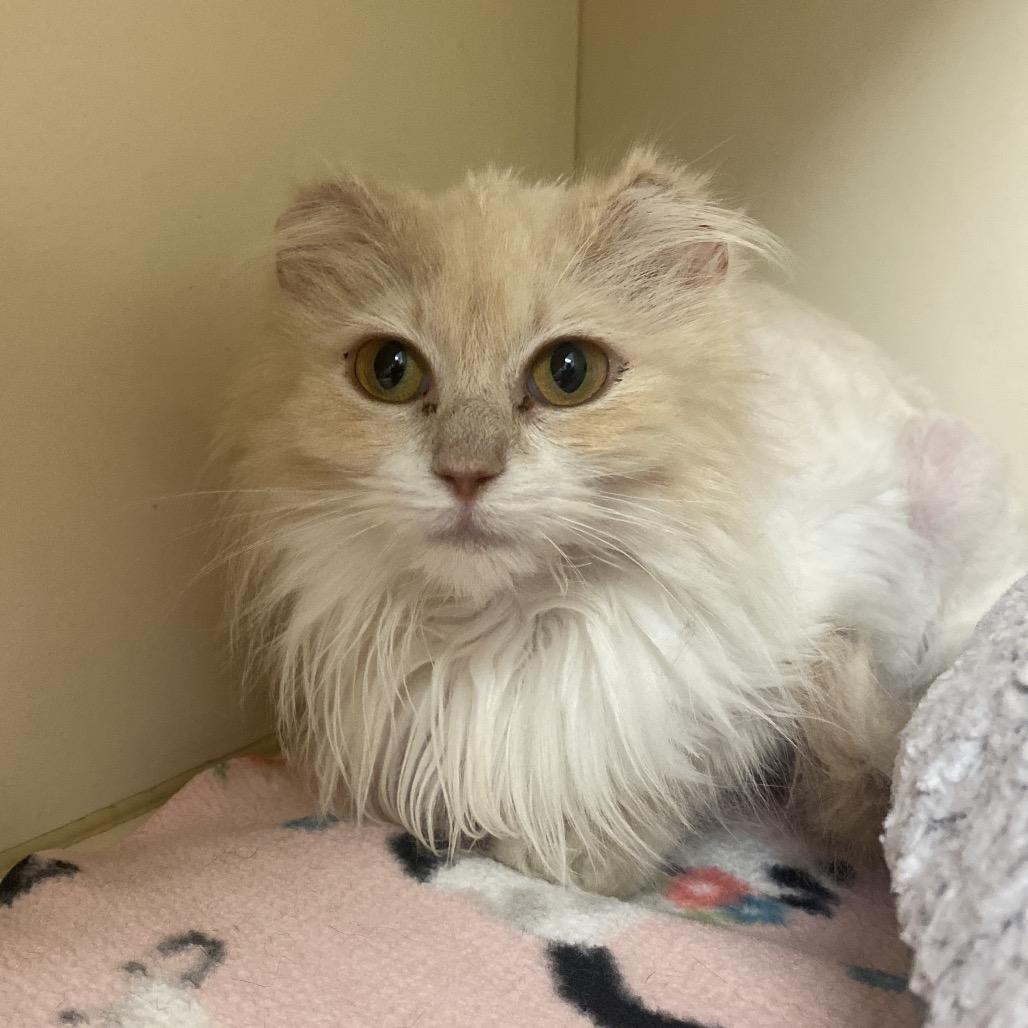 Agnes, a Adoptable Domestic Long Hair in Dayton, OH image 3/6