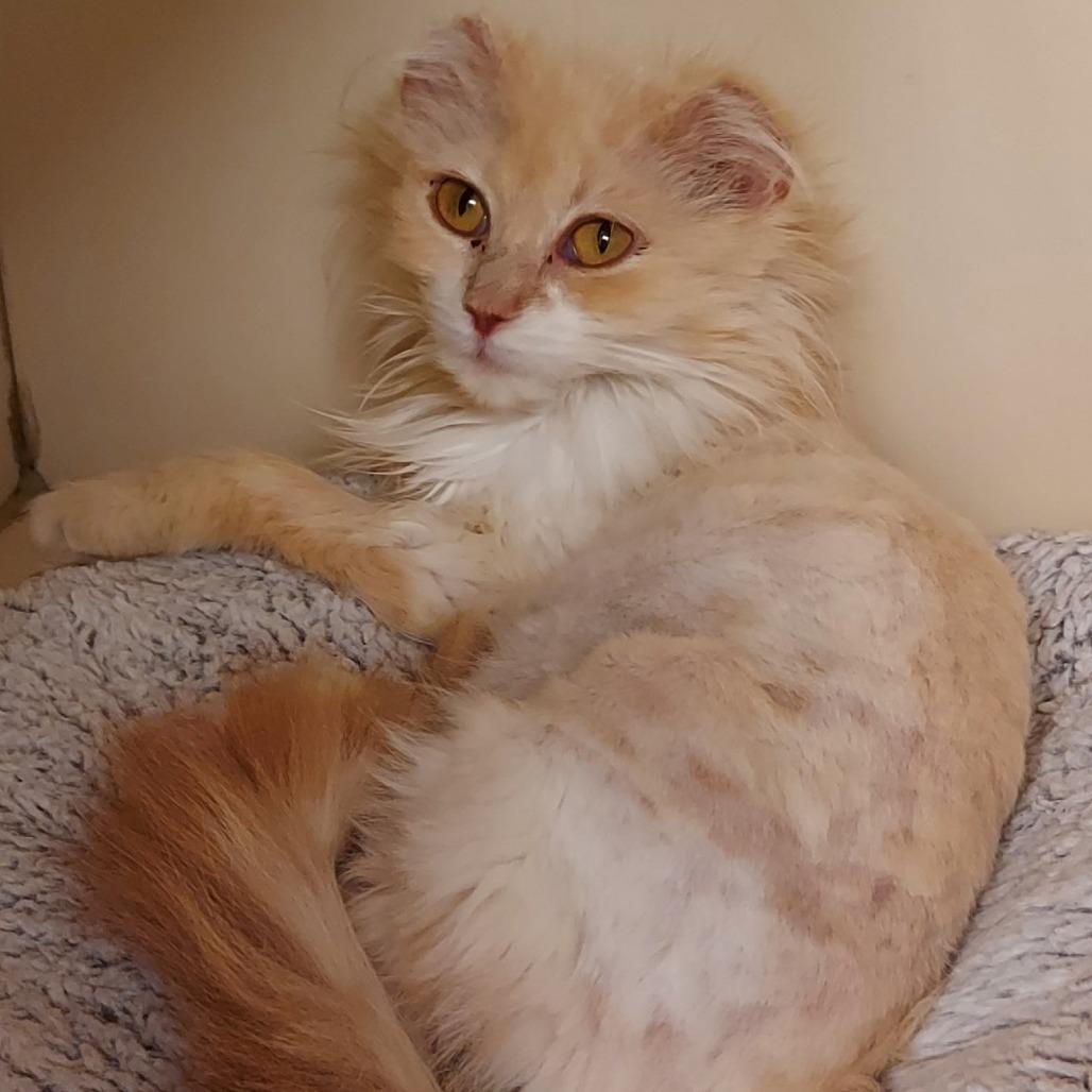 Agnes, a Adoptable Domestic Long Hair in Dayton, OH image 4/6