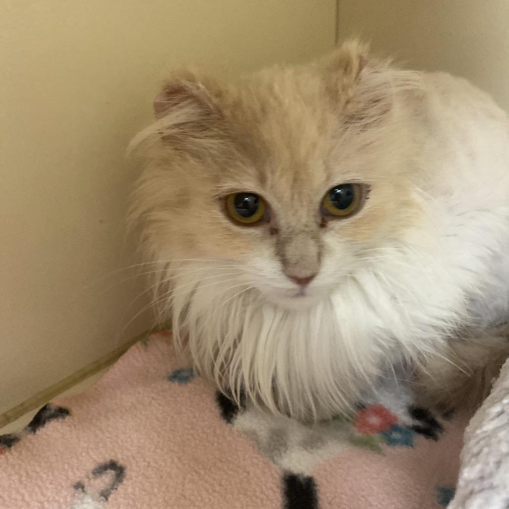 Agnes, a Adoptable Domestic Long Hair in Dayton, OH image 5/6