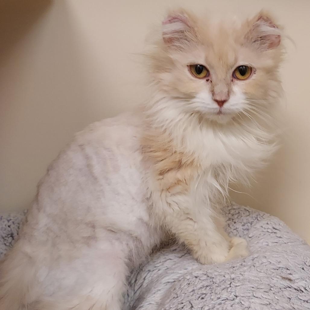 Agnes, a Adoptable Domestic Long Hair in Dayton, OH image 6/6