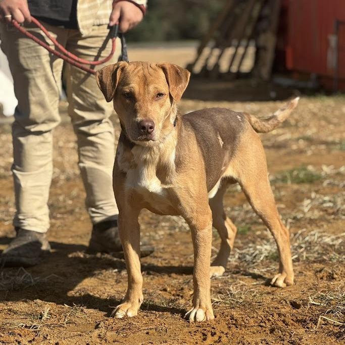 Enlarge Muttley 100601, a Adoptable mixed breed in Amory, MS image 1/5