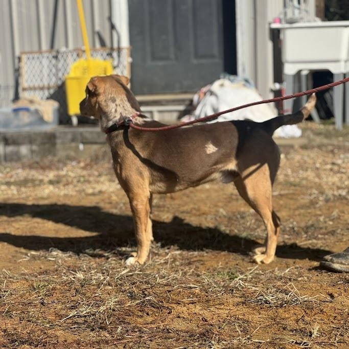 Enlarge Muttley 100601, a Adoptable mixed breed in Amory, MS image 4/5
