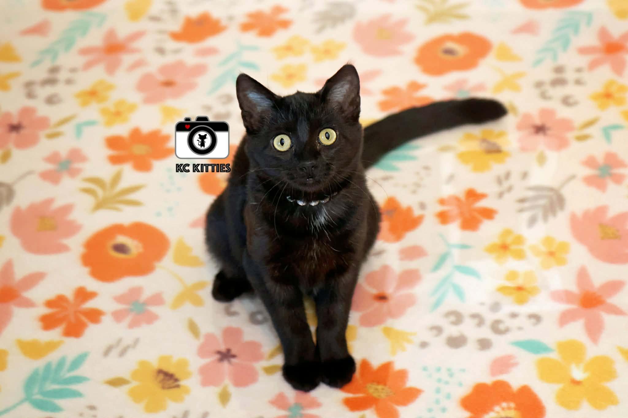 Olive, adopted, Kitten Female Domestic Short Hair.