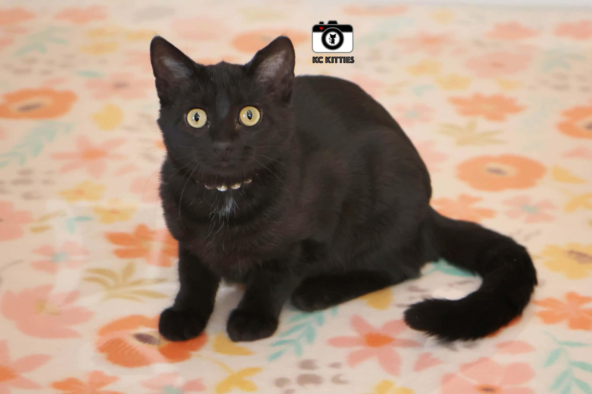 Enlarge Olive, an adopted Domestic Short Hair in Overland Park, KS image 2/6