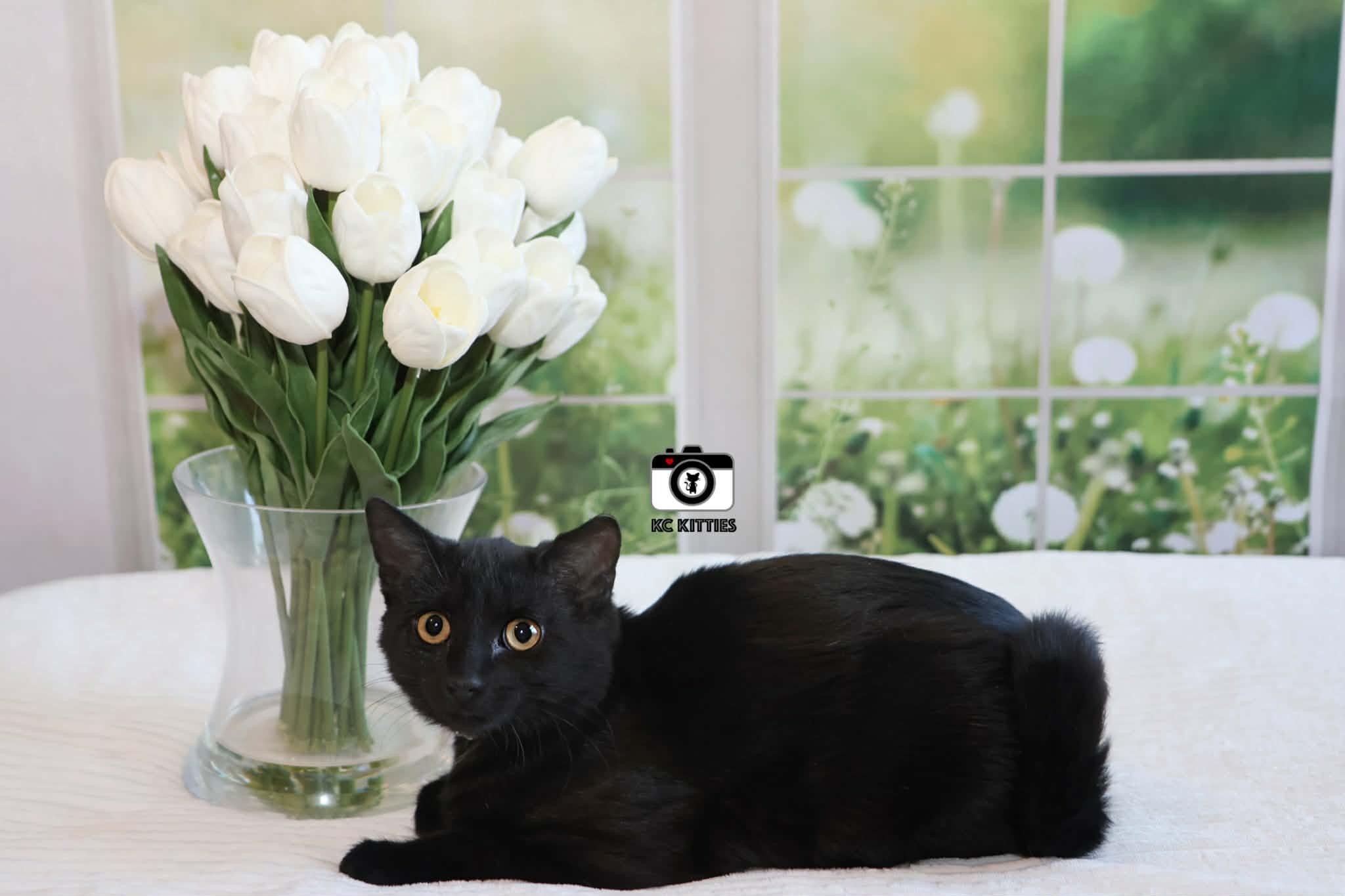 Enlarge Olive, an adopted Domestic Short Hair in Overland Park, KS image 4/6