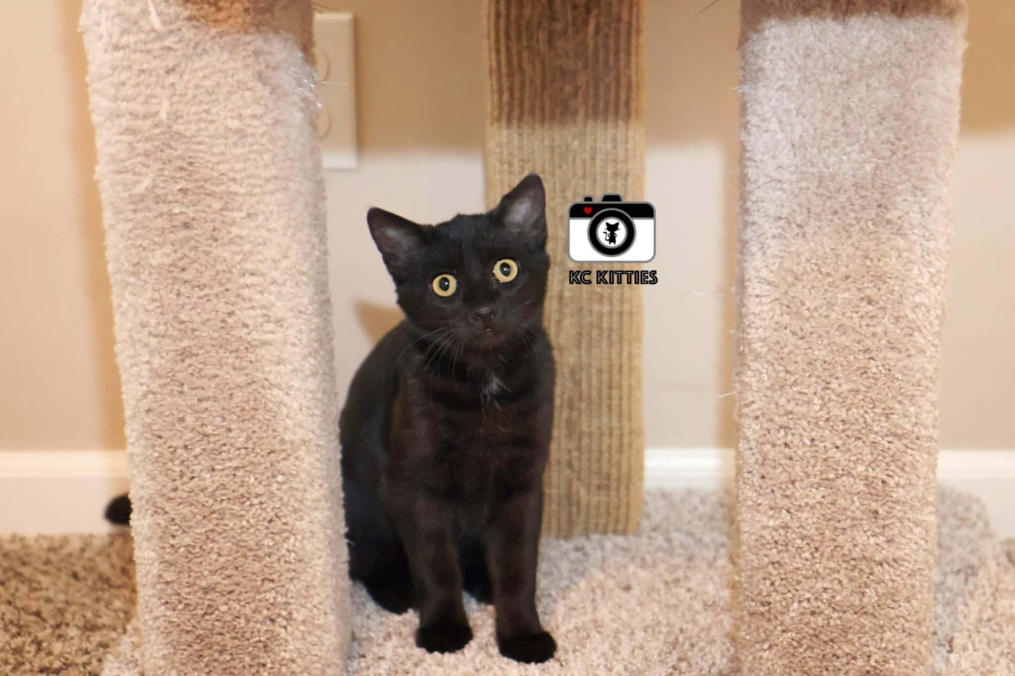 Enlarge Olive, an adopted Domestic Short Hair in Overland Park, KS image 5/6