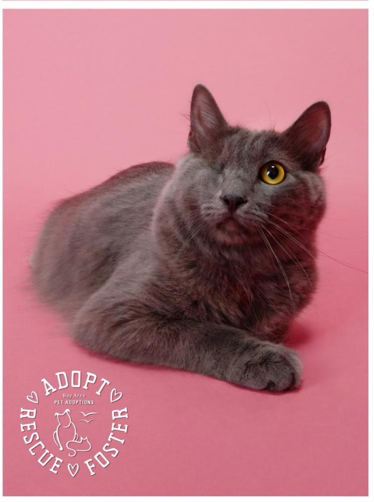 Misty, Adoptable, Young Female Domestic Long Hair.