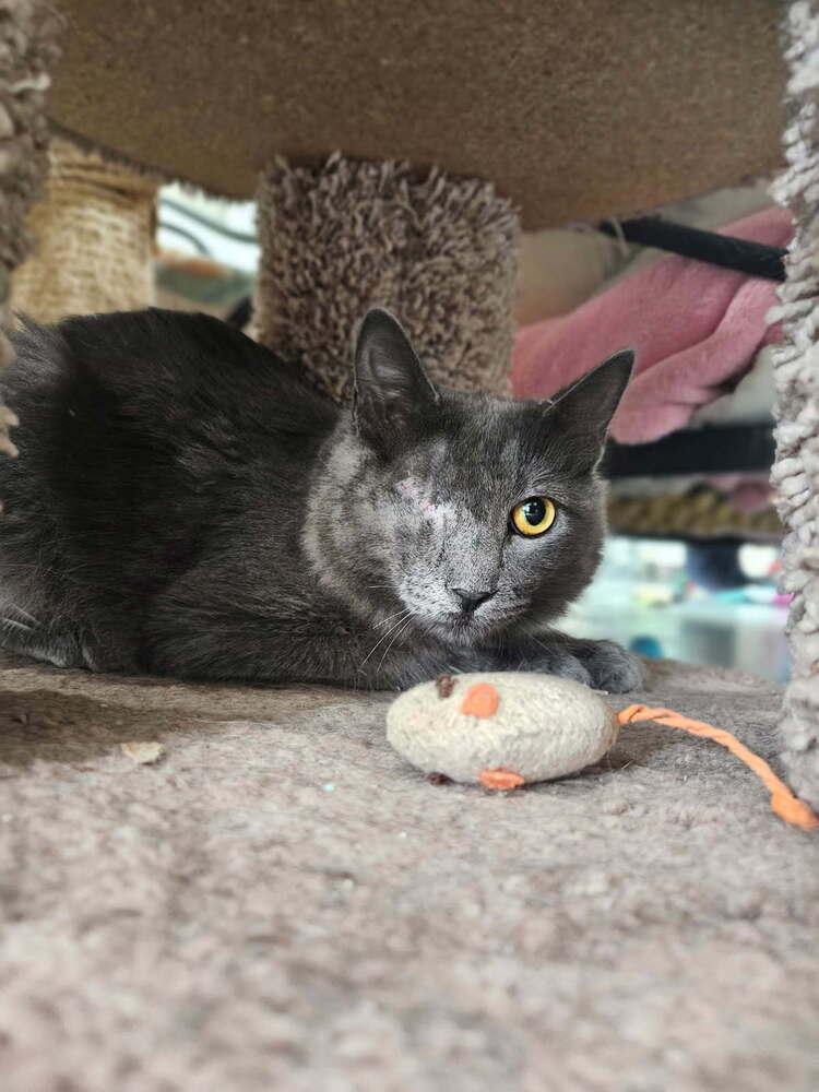 Enlarge Misty, a Adoptable Domestic Long Hair in San Leon, TX image 2/6