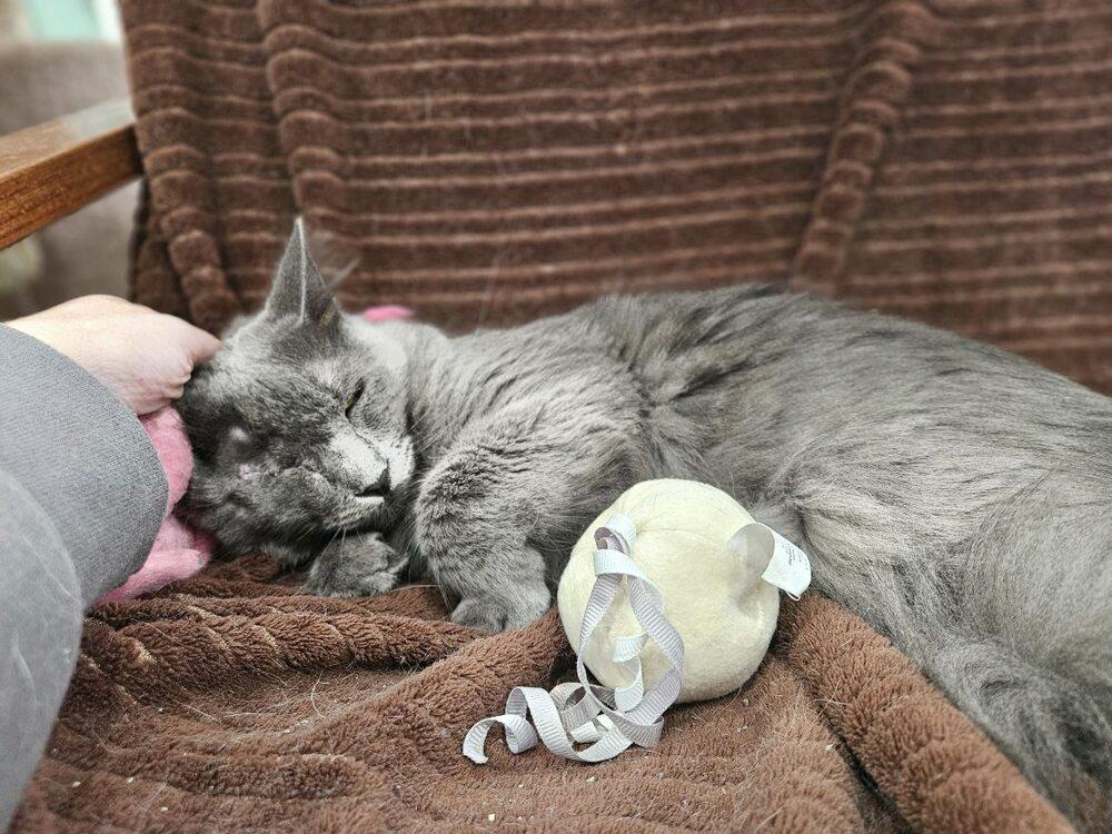 Enlarge Misty, a Adoptable Domestic Long Hair in San Leon, TX image 3/6